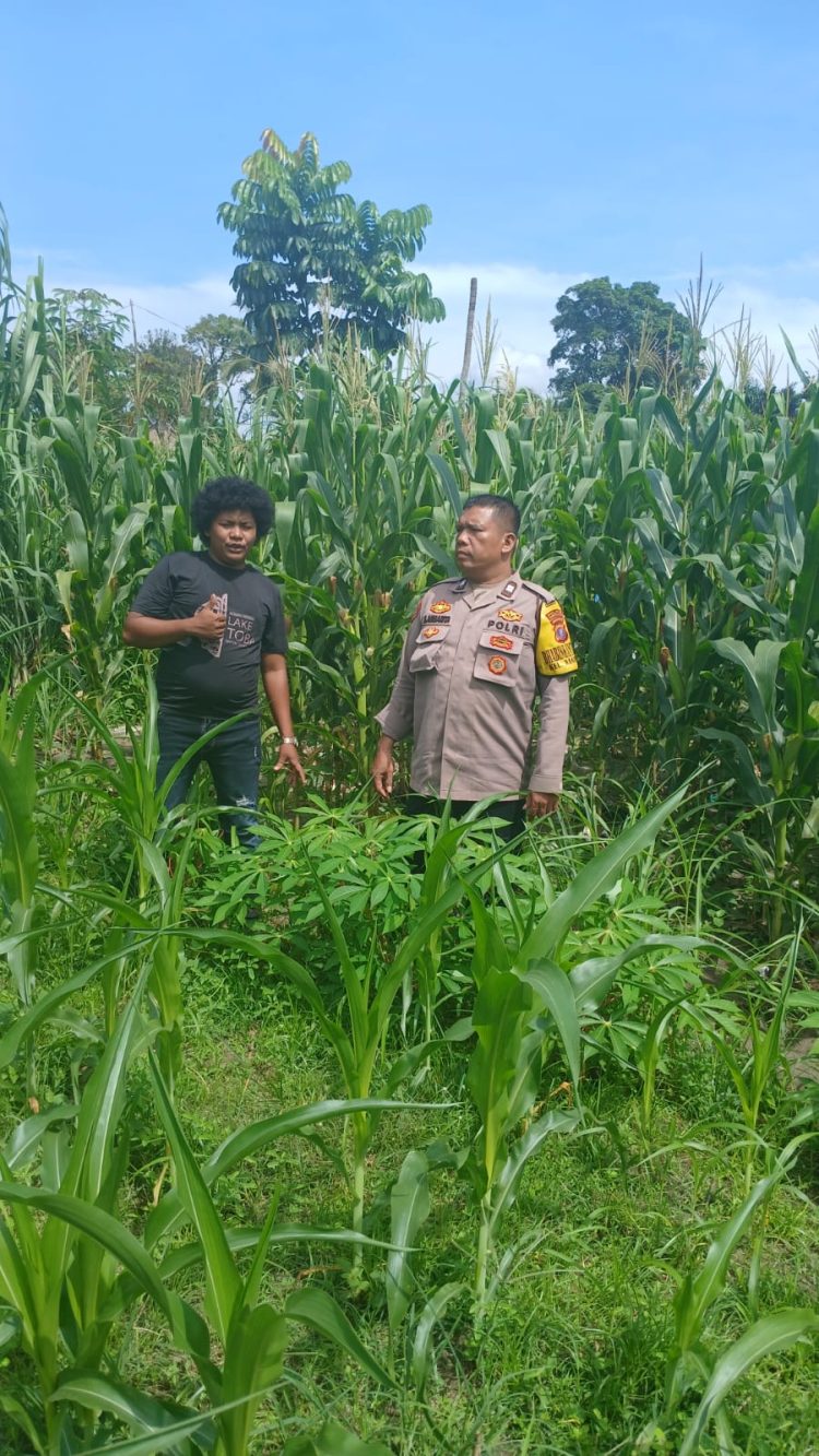 Bhabinkamtibmas Kelurahan Nagapitu, AIPTU S. Ambarita, sambangi lahan tanaman jagung masyarakat, Arthur Juliwanson Damanik, di Jalan Demorasi, pada Sabtu (11/10/2025) pagi.
