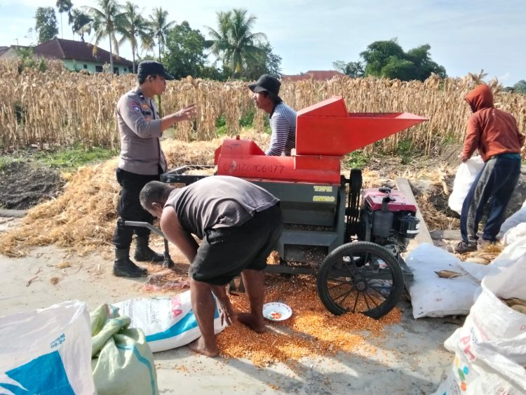 Bhabinkamtibmas Kelurahan Marihat Jaya, Aipda Erick F Marbun, sambangi perladangan jagung warga, milik Bapak Dapot Oppusunggu, di jalan Bahkora II, pada Rabu (1/10/2025) sore.