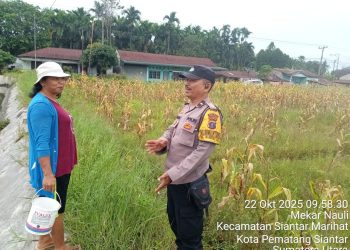 Bhabinkamtibmas Kelurahan Marihat Jaya, Aipda Erick F. Marbun, monitoring lahan jagung milik warga, Bapak Manalu boru Pardede, yang terletak di Jalan Farel Pasaribu, pada Rabu (22/10/2025) pagi.