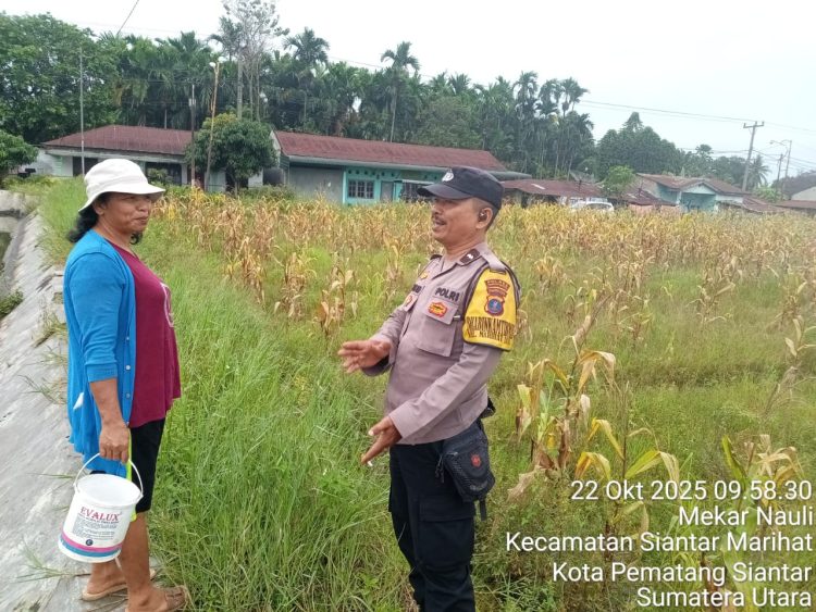 Bhabinkamtibmas Kelurahan Marihat Jaya, Aipda Erick F. Marbun, monitoring lahan jagung milik warga, Bapak Manalu boru Pardede, yang terletak di Jalan Farel Pasaribu, pada Rabu (22/10/2025) pagi.