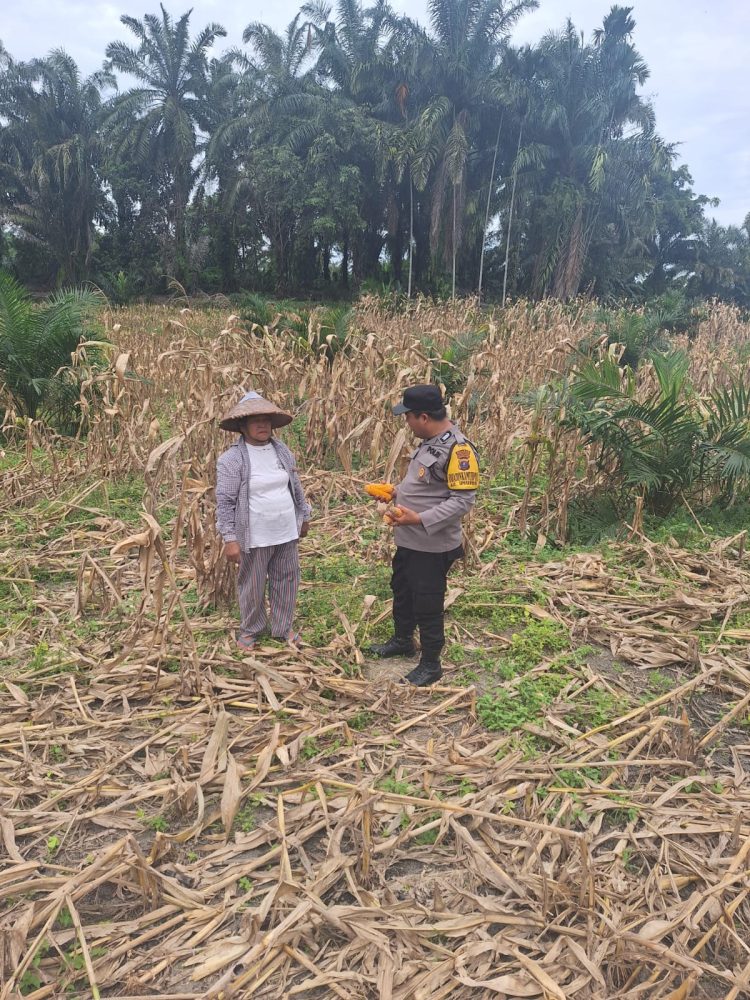 Polseķ Siantar Marihat monitoring warga binaan, Op. Pangihutan Br. Situmorang yang sedang panen jagung, pada Jumat (24/10/2025) siang.