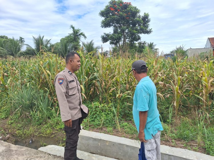 Bhabinkamtibmas Kelurahan Nagahuta Timur, AIPTU F. Munthe, sambangi warga, Pak Aritonang yang sedang membersihkan lahan jagung, di Jalan Melanthon Siregar, pada Selasa (30/9/2025) pagi.
