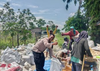 Bhabinkamtibmas Kelurahan Sigulang – gulang, AIPTU Yunus Sembiring, sambangi warga Bapak Edi Supangat, sedang panen jagung, di Jalan Bah Kapul kiri, pada Kamis (8/10/2025) siang.