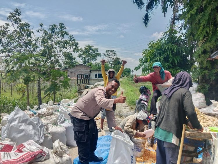 Bhabinkamtibmas Kelurahan Sigulang – gulang, AIPTU Yunus Sembiring, sambangi warga Bapak Edi Supangat, sedang panen jagung, di Jalan Bah Kapul kiri, pada Kamis (8/10/2025) siang.