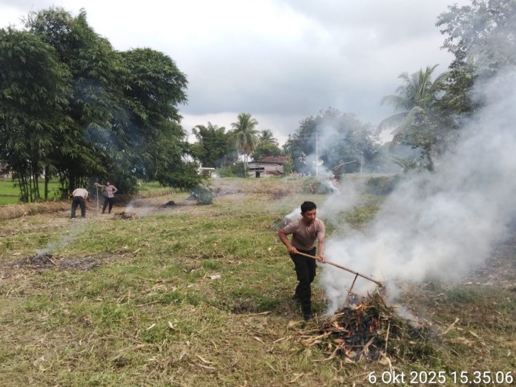 Kapolsek Siantar Marihat, AKP Doni Simanjuntak SH, bersama Bhabinkamtibmas Marihat Jaya, Aipda Erick F. Marbun, membersihkan perladangan jagung milik  warga, Bapak Dapot Ompung Sunggu, di Jalan Bahkora II, pada Senin (6/10/2025) sore.