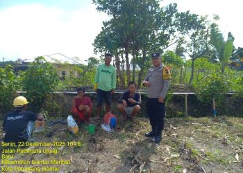 Bhabinkamtibmas Kelurahan Parhorasan Nauli, Bripka P. Butar Butar laksanakan monitoring ladang jagung milik warga, di Jl. Pattimura Ujung, pada Senin (22/12/2025) pagi.