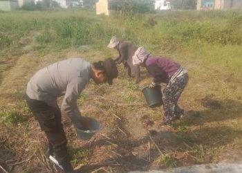 Bhabinkamtibmas Kelurahan Martimbang, Aipda Roy Sidabutar, SH, monitoring lahan jagung warga binaan, Bapak Erik Sianturi, di Jalan Mandiri, pada Senin (12/1/2026) pagi.