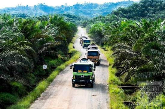 Harga TBS Sawit Kalbar Naik, Usia Produktif Tembus Rp3.691 per Kg