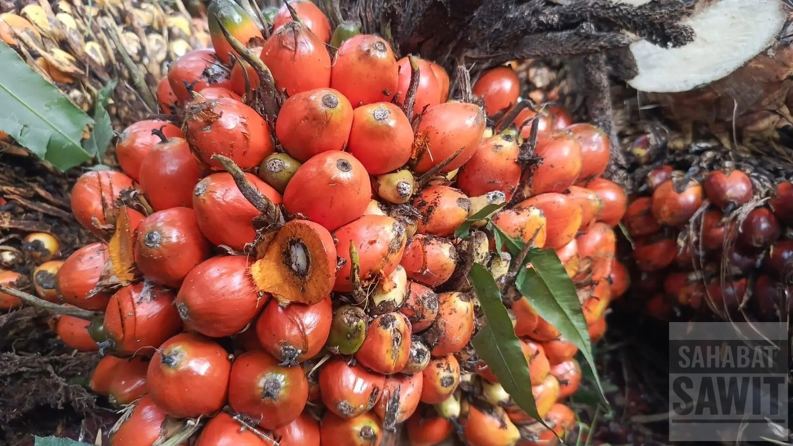 Harga TBS Sawit Kalbar Bertahan di Atas Rp3.500 per Kg pada Awal Juli 2026