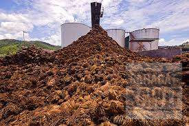 Limbah Sawit Bisa Tekan Impor Pupuk, IPB Kritik Standar Terlalu Ketat