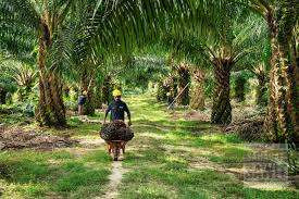 PKSPI Sebut Dua Juta Petani Terkendala Akses Program Pemerintah