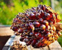 Harga TBS Kelapa Sawit di Kalbar Periode Awal Juni 2025 Ditetapkan Rp 3.086,66 per Kg untuk Usia Produktif