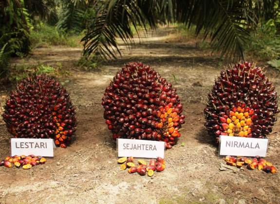 Kabar Gembira bagi Petani, Harga TBS Sawit Kalbar Tembus Rp 3.278 per Kilogram