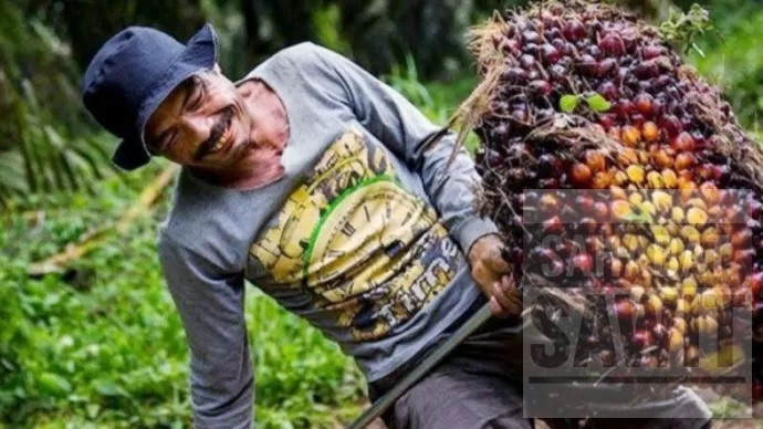 Update Harga TBS Sawit Kalbar Periode III Maret 2026, Ini Rinciannya