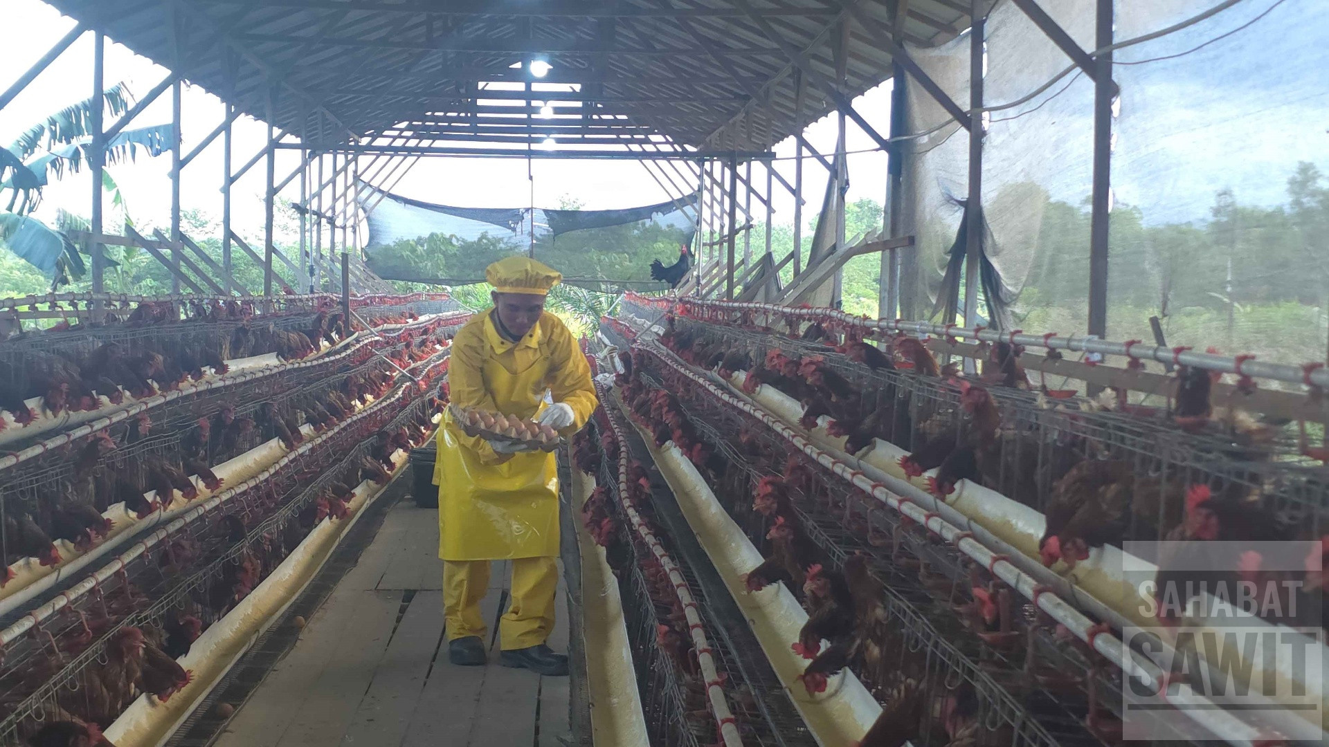 Program Ayam Petelur PT AMNL Dongkrak Pendapatan Warga Desa Siantau Raya