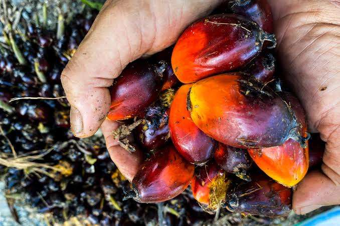 Harga TBS Sawit di Kalimantan Barat Periode IV Agustus 2025 Naik, Tembus Rp3.449 per Kilogram