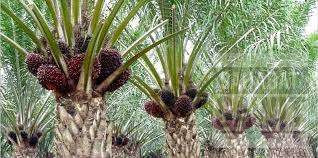 Harga Sawit Kalbar Terbaru: Petani Dapat 91,69 Persen, CPO Rp15.582