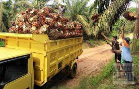 Harga Sawit Kalbar Periode III Juni 2026 Tembus Rp3.479 per Kilogram