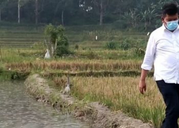 Sejahterakan Petani, RHS-ZW akan Hasilkan 11 Ton Padi Per Hektar