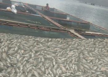 Ratusan Ton Ikan Mati Mendadak di Danau Toba Pangururan