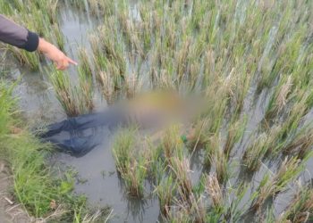 Petani Simalungun Ditemukan Tak Bernyawa di Areal Persawahan Kota Siantar