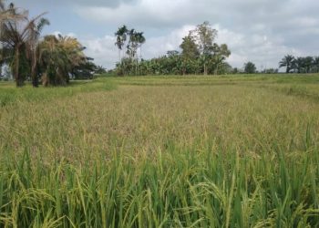 Lokasi “Pertanian Gedung” Serobot 500 Hektar Lahan Pertanian di Siantar