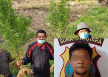 Ladang Ganja Ditemukan di Simalungun, Petani Dibekuk