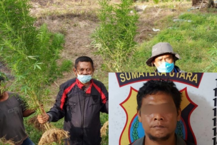 Ladang Ganja Ditemukan di Simalungun, Petani Dibekuk