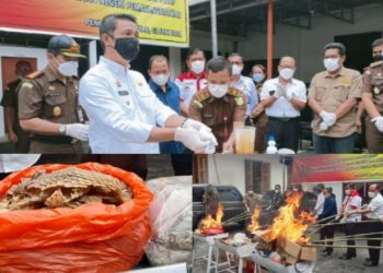 Sisik Trenggiling Seharga Rp 600 Juta Dimusnahkan Jaksa