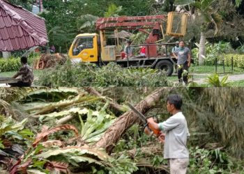 Hujan dan Angin Kencang di Siantar, 15 Pohon Tumbang di Taman Bunga, 10 di Lokasi Lain