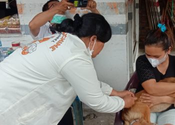 Ratusan Anjing di Siantar Divaksin Rabies oleh Dinas Hanpangtan
