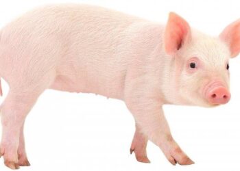 Kebutuhan Daging Babi Jelang Nataru di Siantar Meningkat, Pasokan Cukup