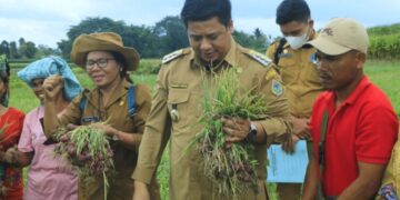 Bupati melakukan panen penangkar bawang merah