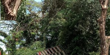 Petugas penebangan pohon tanpoa mengenakan alat pengaman. 
Foto: Rey