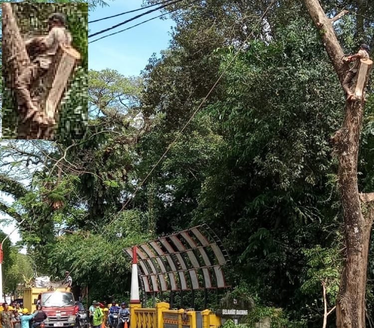 Petugas penebangan pohon tanpoa mengenakan alat pengaman. 
Foto: Rey
