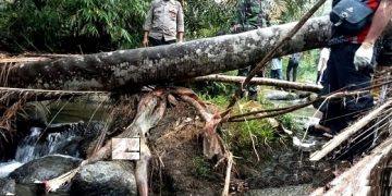 Mayat tersangkut di batang pohon tumbang