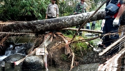 Mayat tersangkut di batang pohon tumbang