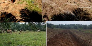 Lahan yang sudah lama dikelola