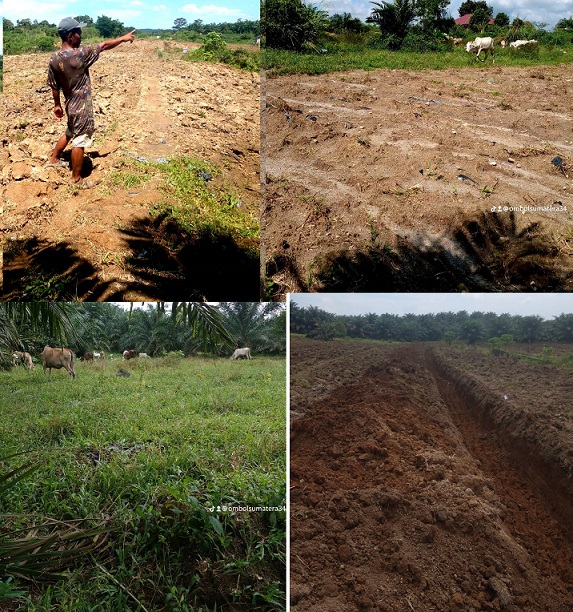 Lahan yang sudah lama dikelola
