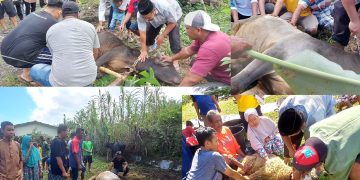 Penyembelihan hewan qurban