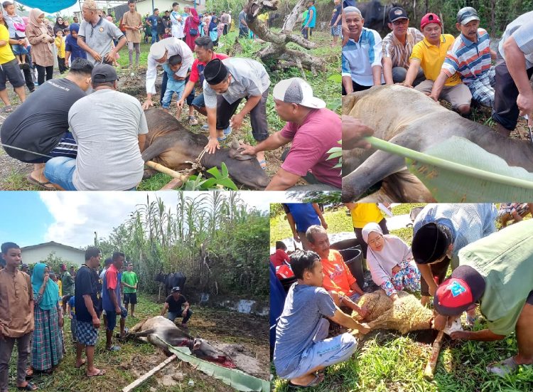 Penyembelihan hewan qurban