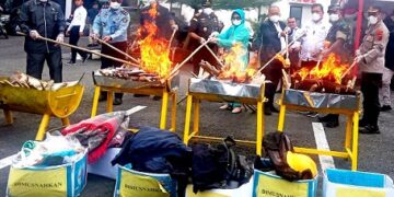 Pemusnahan narkotika jenis ganja