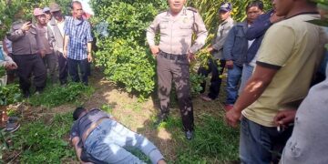 Korban telungkup di ladang jeruk