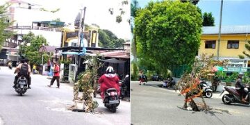 Tanaman di jalan berlobang