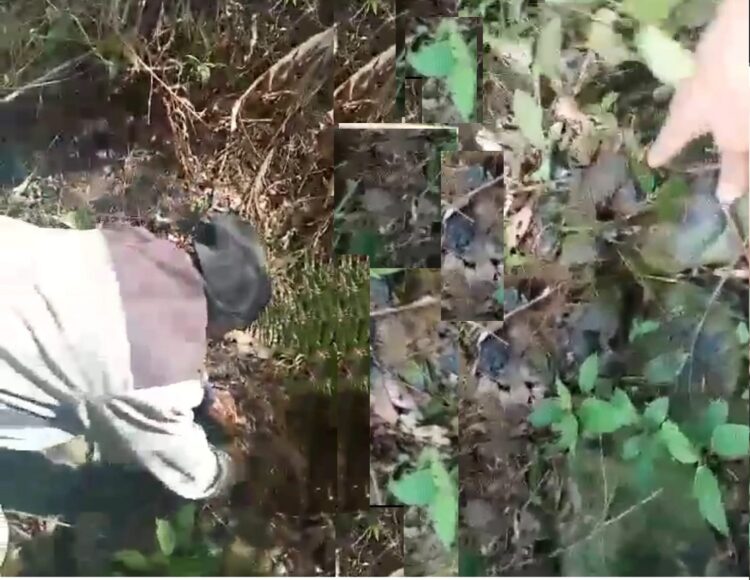 Warga tampak mengambil bibit yang dibuang