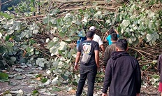 Pembersihan pohon tumbang