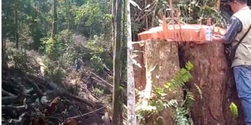 Aksi pembalakan di kawasan hutan