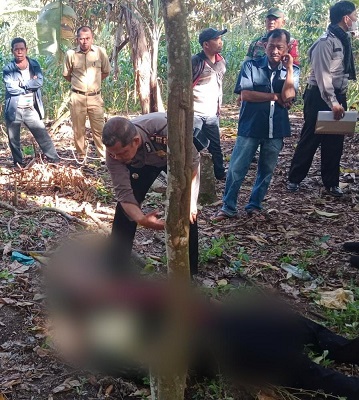 Temuan mayat di ladang kopi