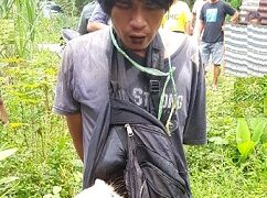 Pencuri babi