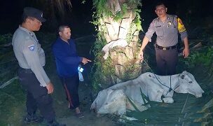 Lembu yang akan dicuri